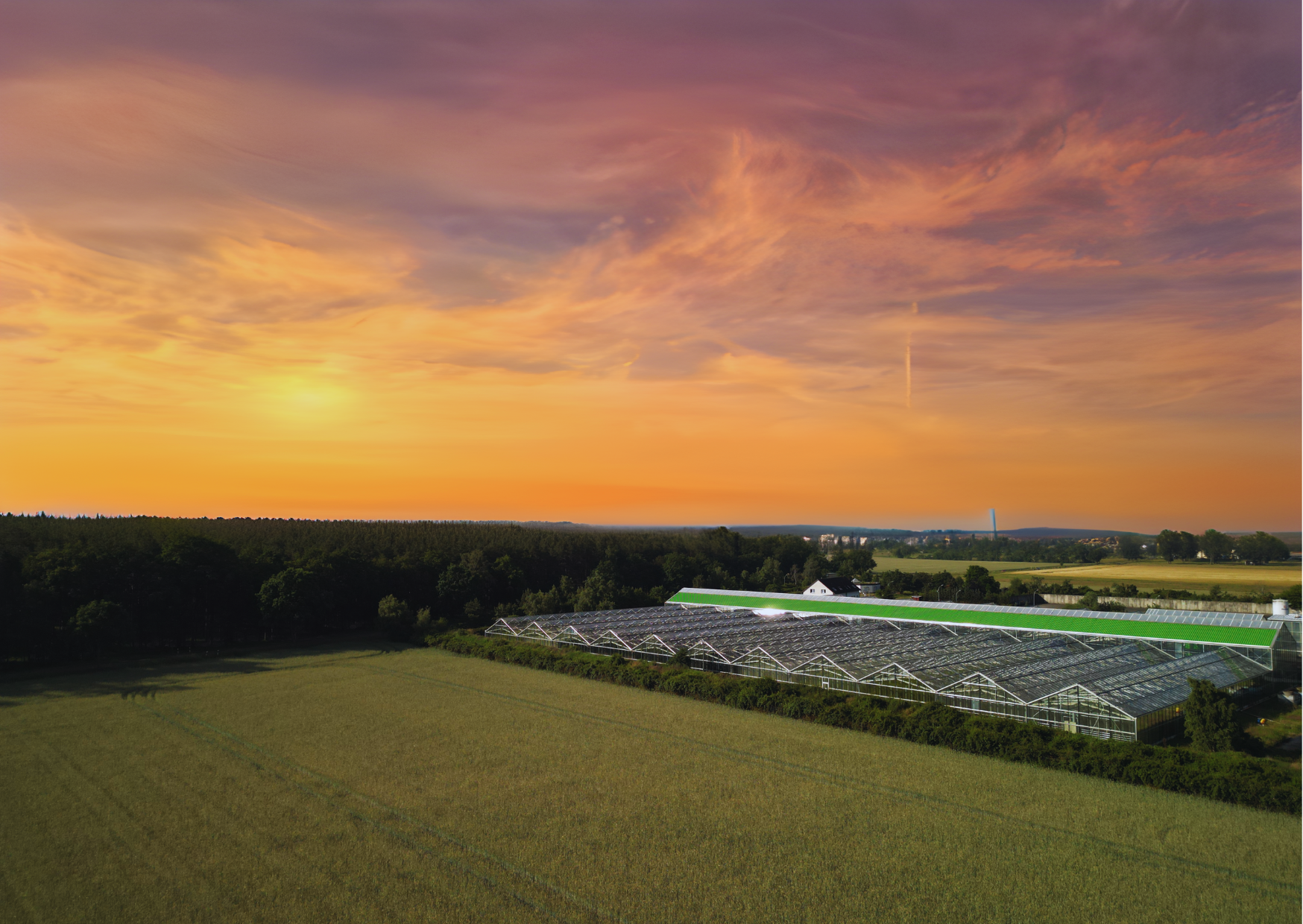 Algen Fram Klötze Algomed Chlorella natürlich angebaut in Deutschland.,