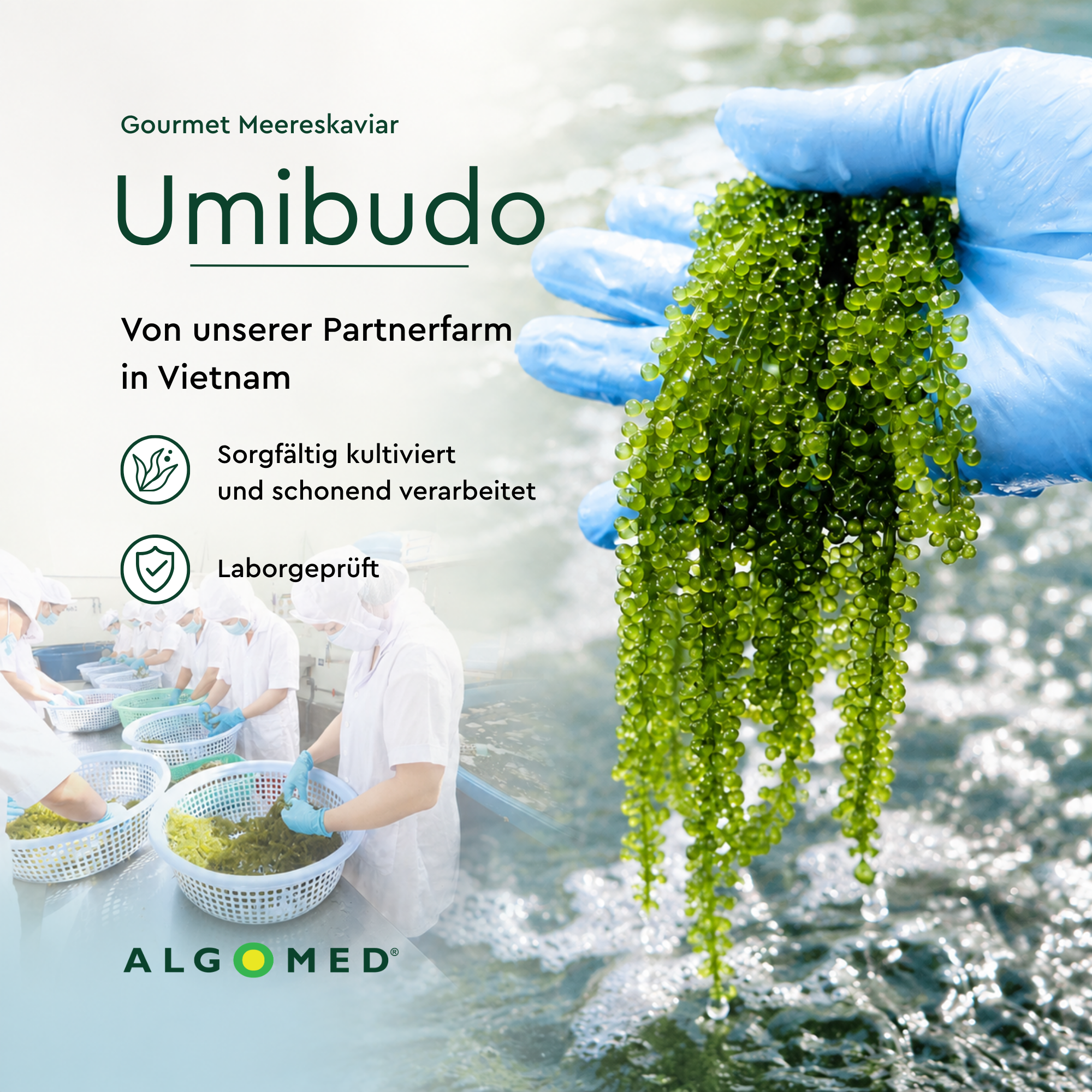 ALGOMED Gourmet Meereskaviar Umibudo Partnerfarm in Vietnam